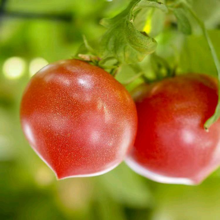 小心说番茄🍅