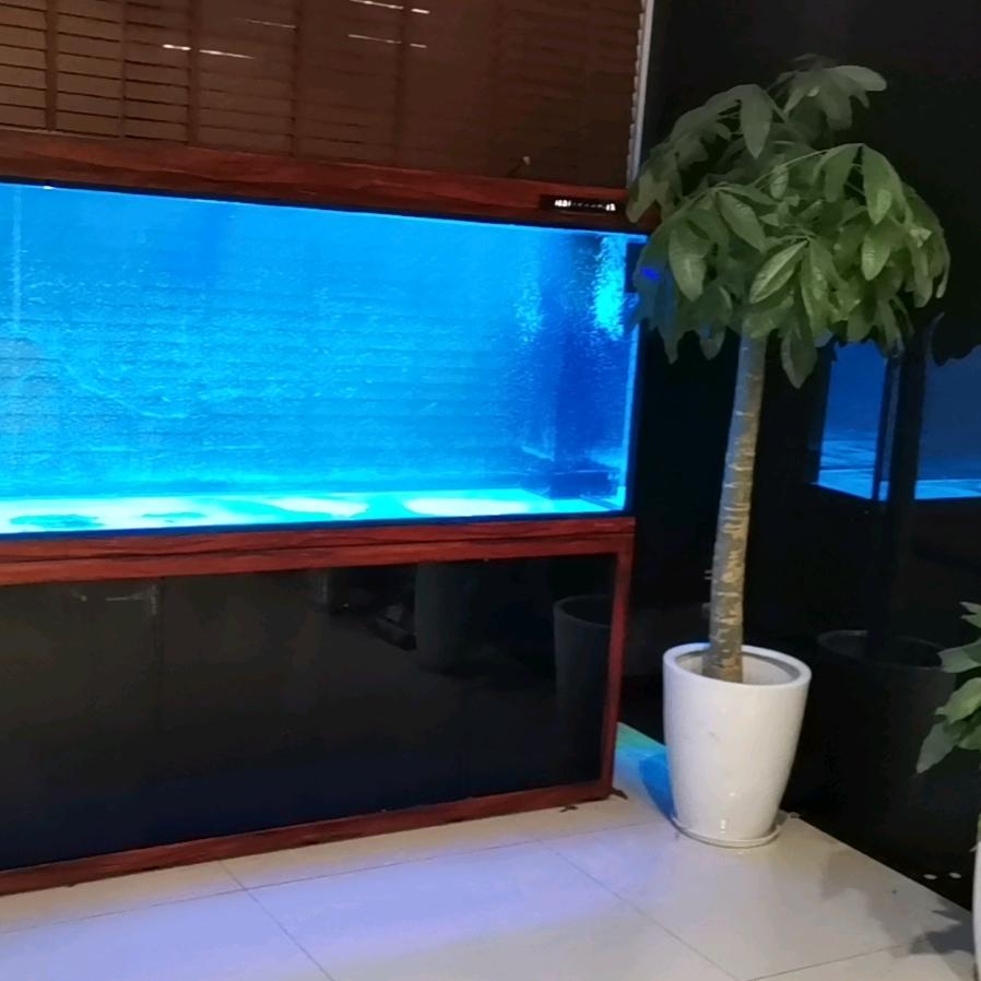 锦鲤鱼池小胖