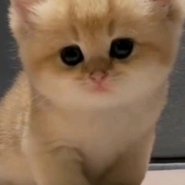 瓶薇
