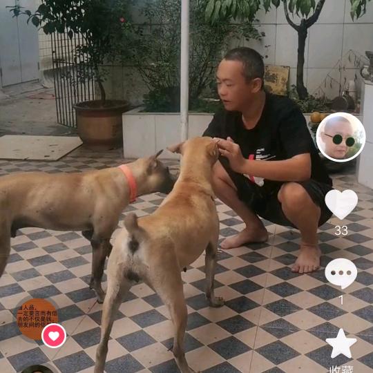 猎犬教夫（箭毛猎犬保育人）