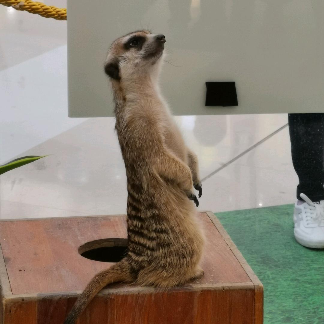 优选好物