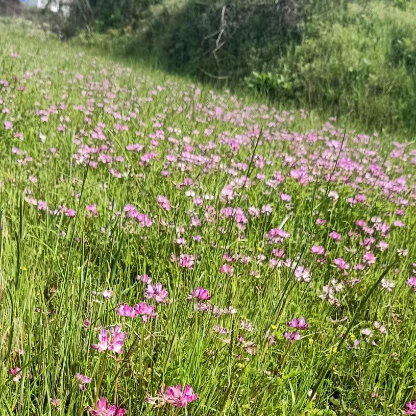 栀子花的童年。