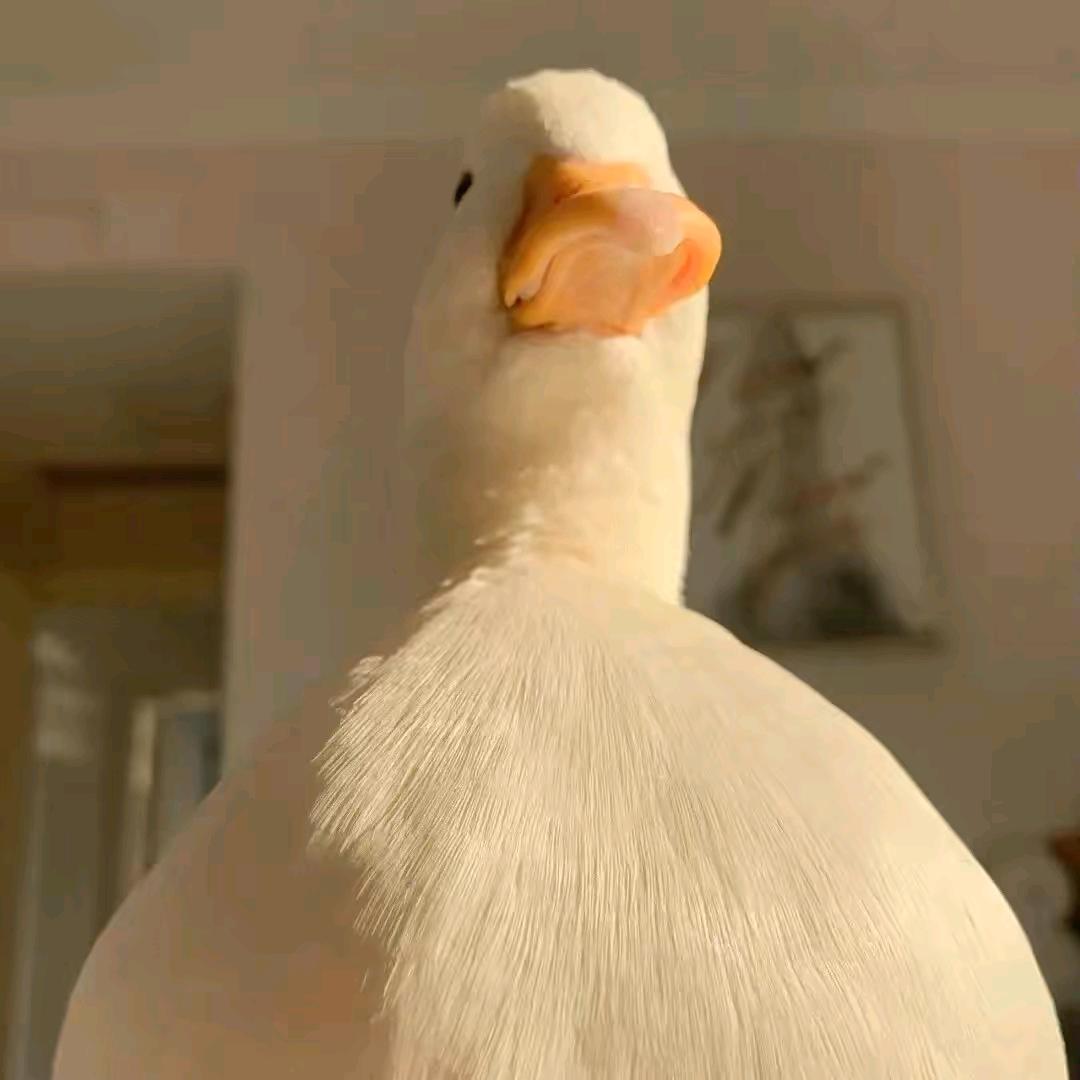 小丁🦆
