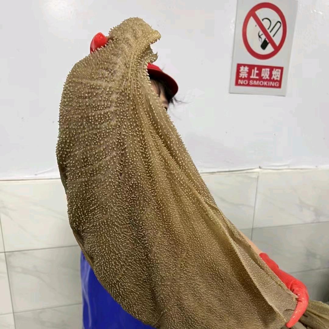 四川毛肚厂家