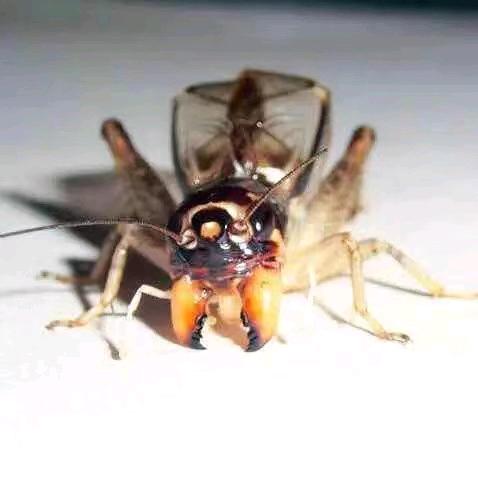 蟋蟀之家