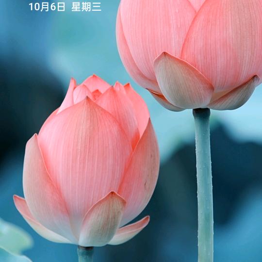 抚琴听雨