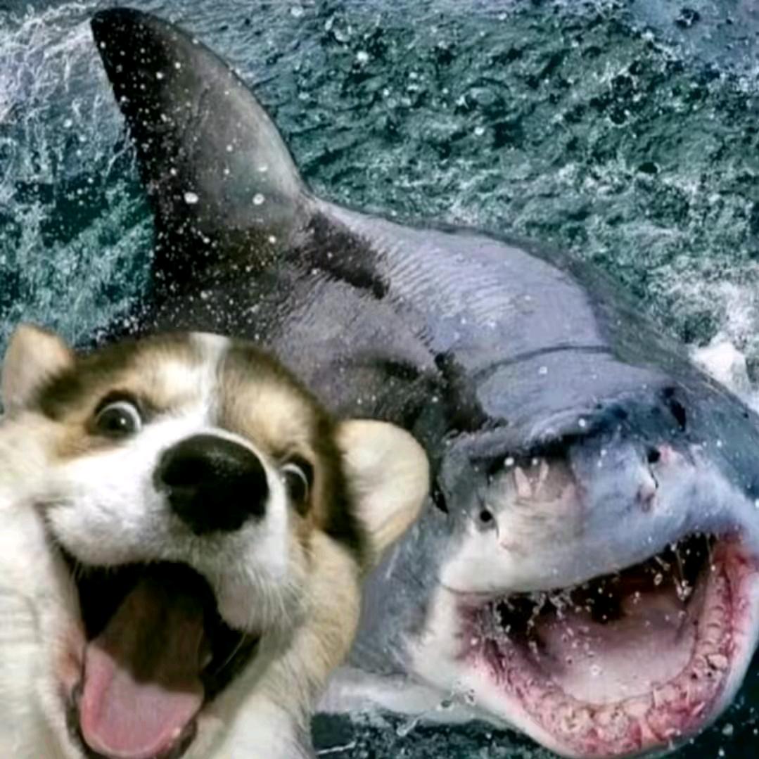 早起的鸟儿有虫吃