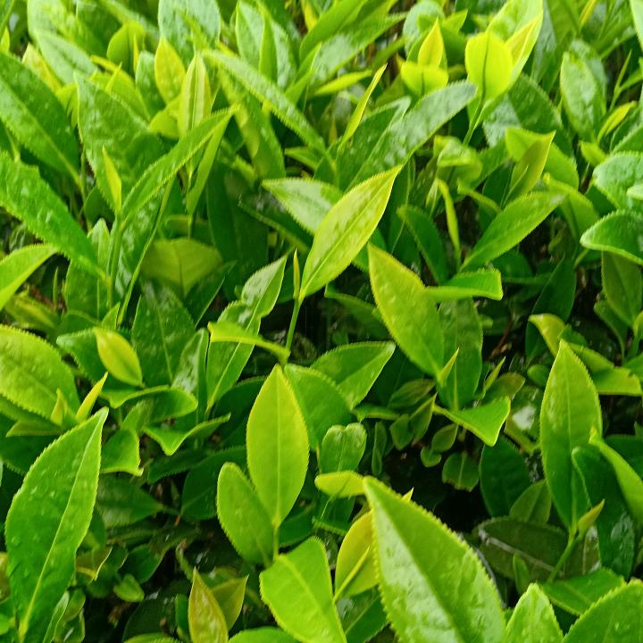 武夷山胜庭岩茶厂（生态茶）