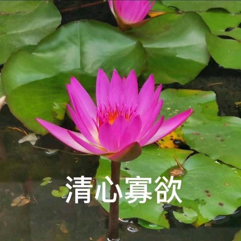 绫羽.