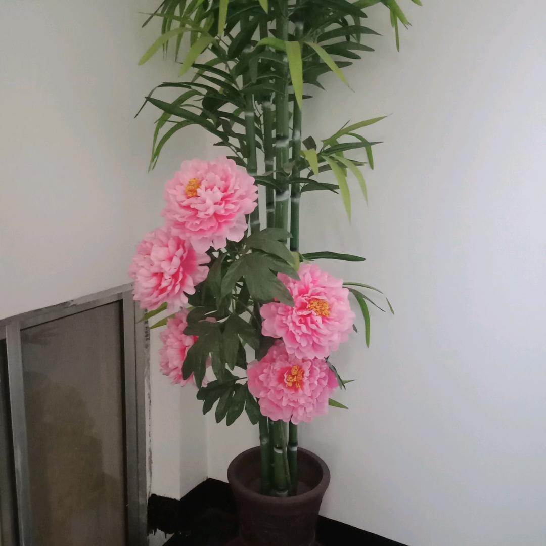 杨琴