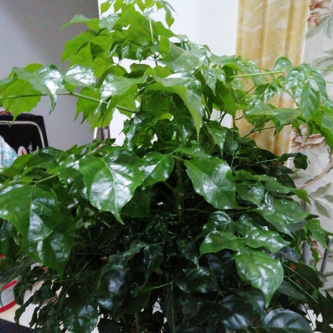 范