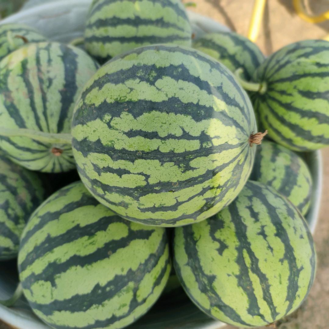 🍉西瓜妹妹🍉