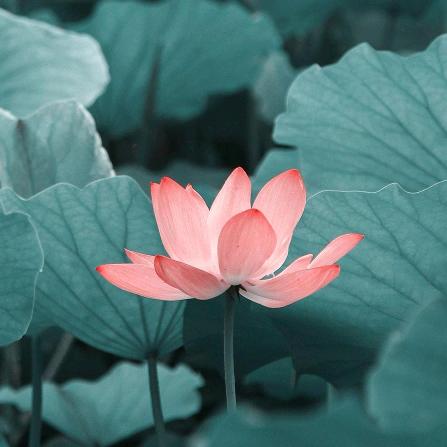 季节头像