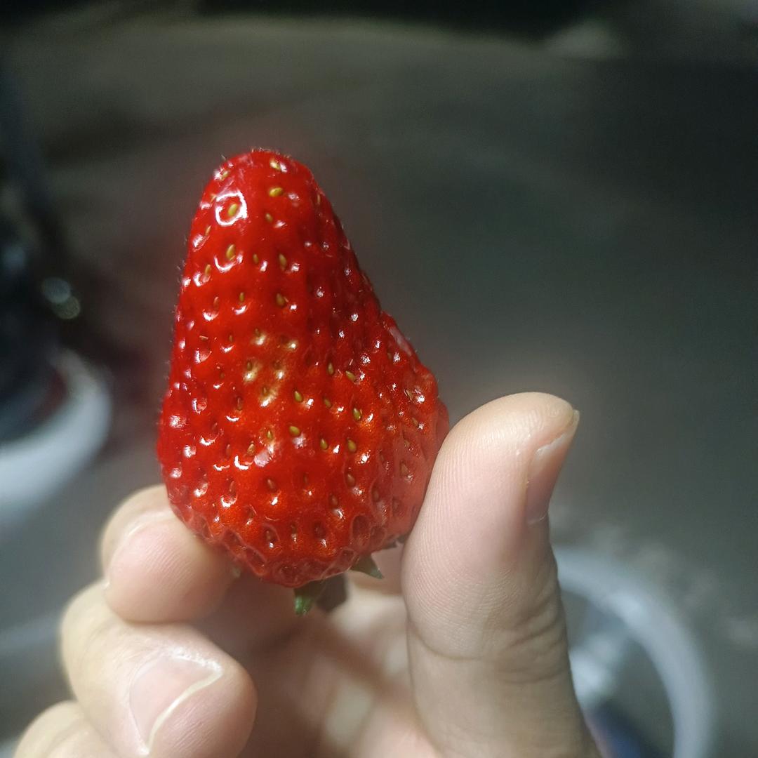 忘忧草