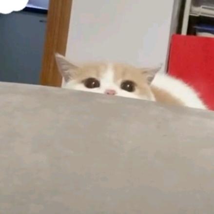 叙叙呀（闭关修炼版）