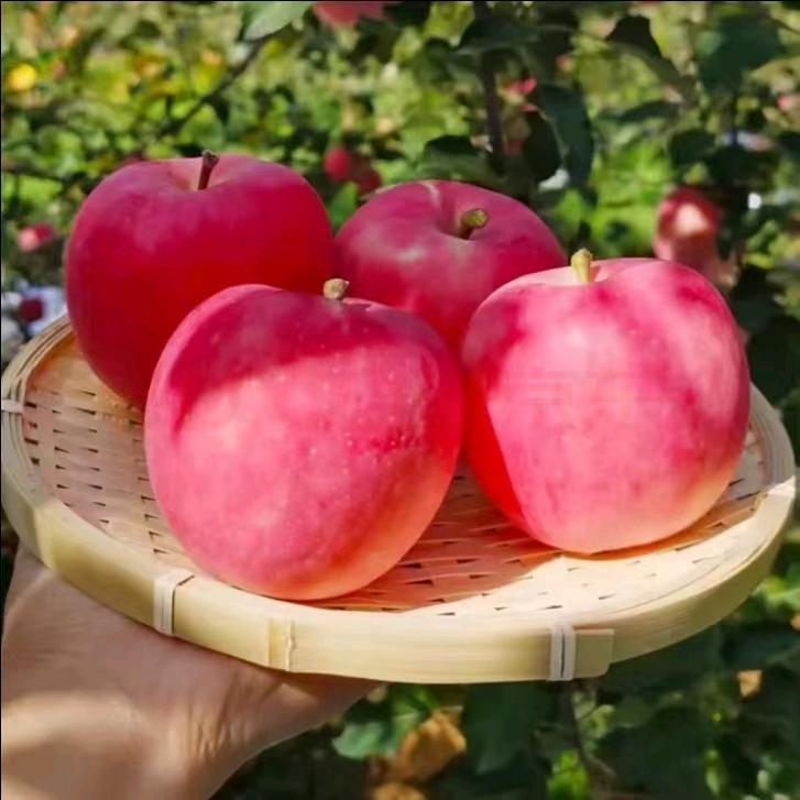 庆阳陇满塬农副产品