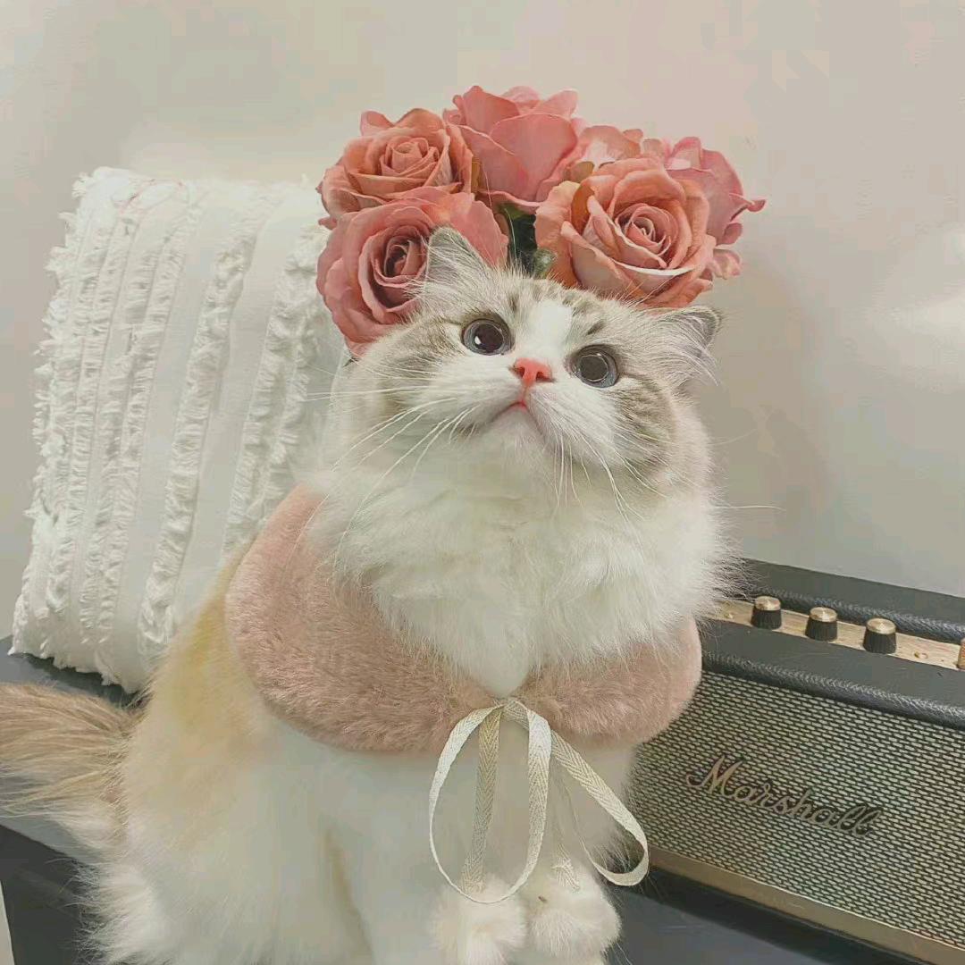 a张张