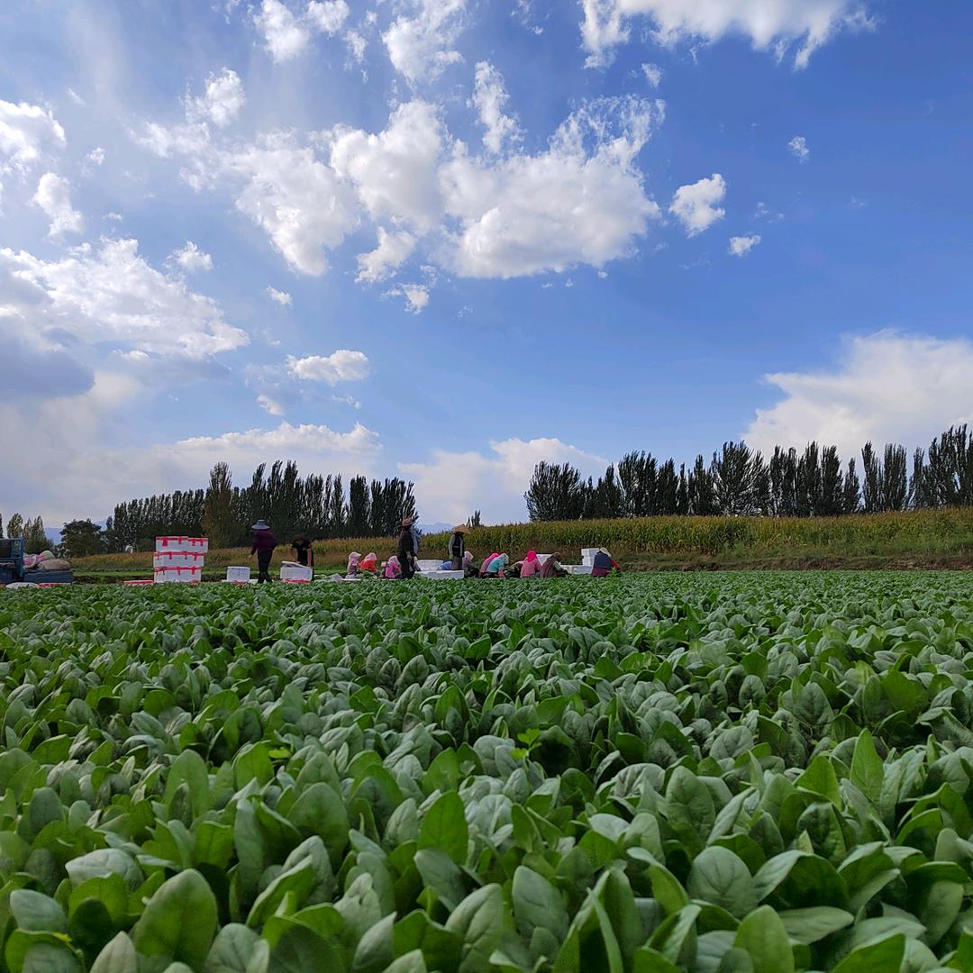 老韩蔬菜种植合作社
