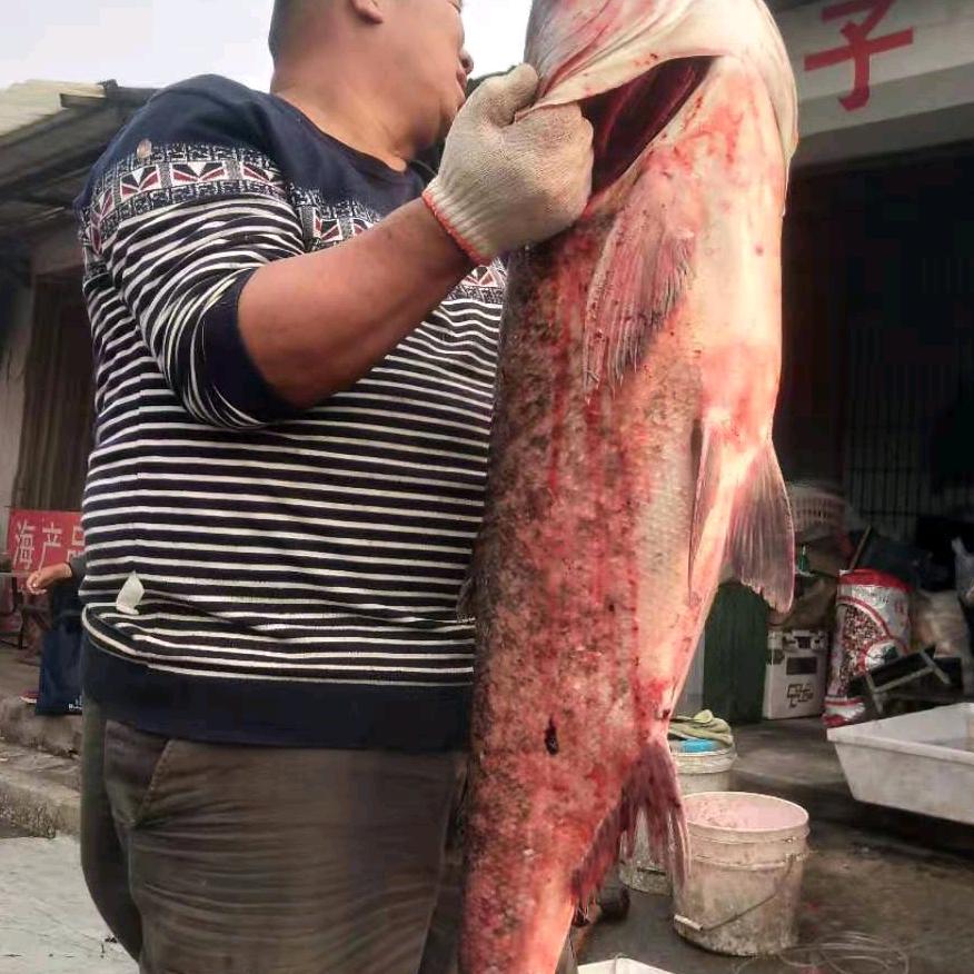十一街早市胖子河鱼店