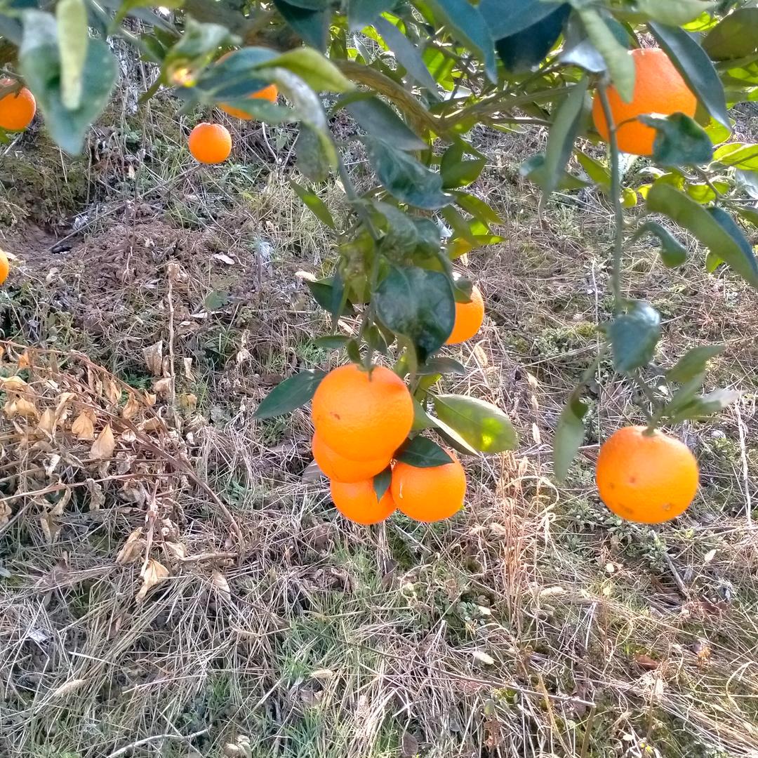 春天