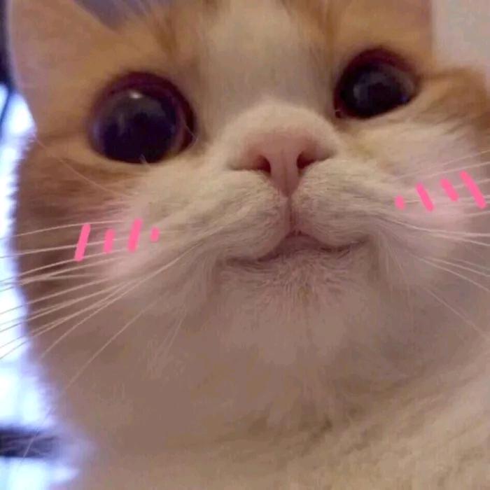 藏之