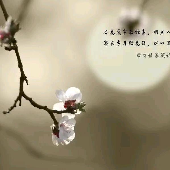 月菲传奇