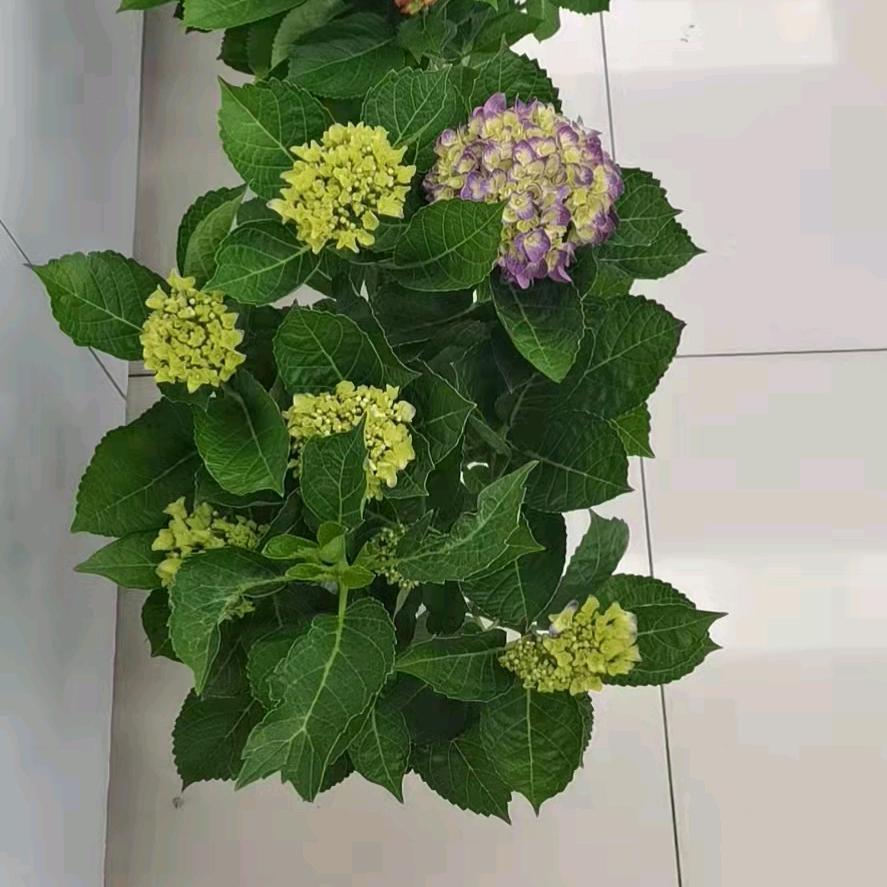 京东家电刘小林