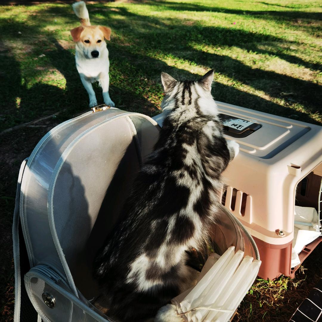 养不起的小松鼠