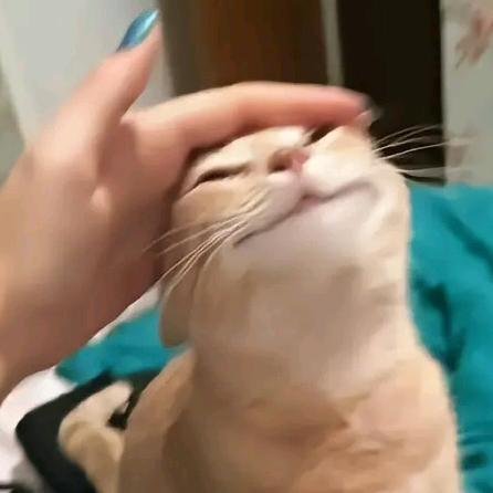 西蓝花