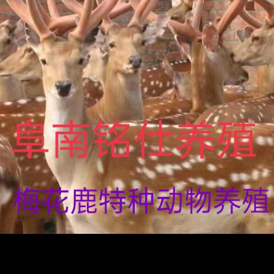 陈明彪梅花鹿养殖