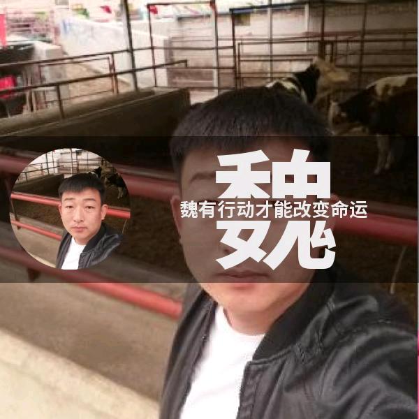 张北牛市   小魏