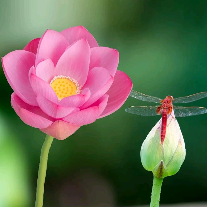 🌸恭喜发财🌸