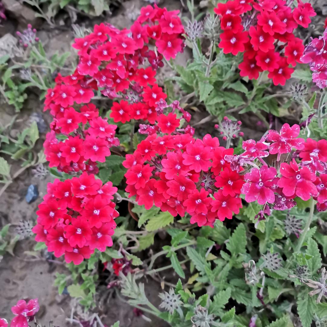 小橙子奶奶