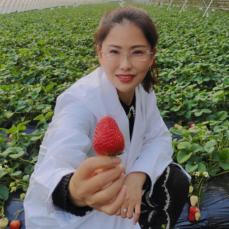 绿依农丹东九九有机草莓