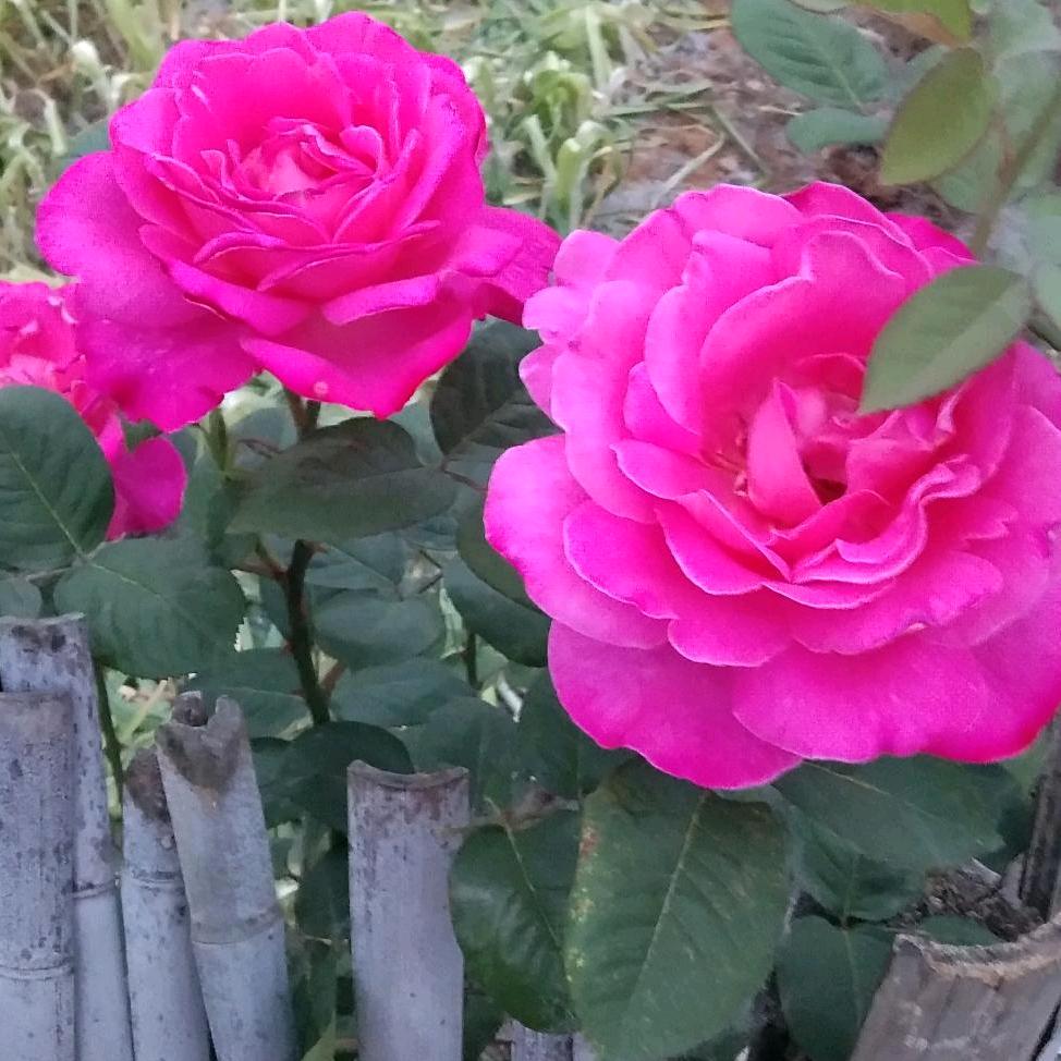 农村人好友🌹🌹