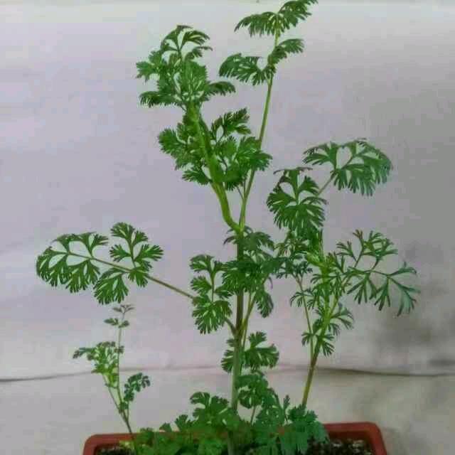 坚持