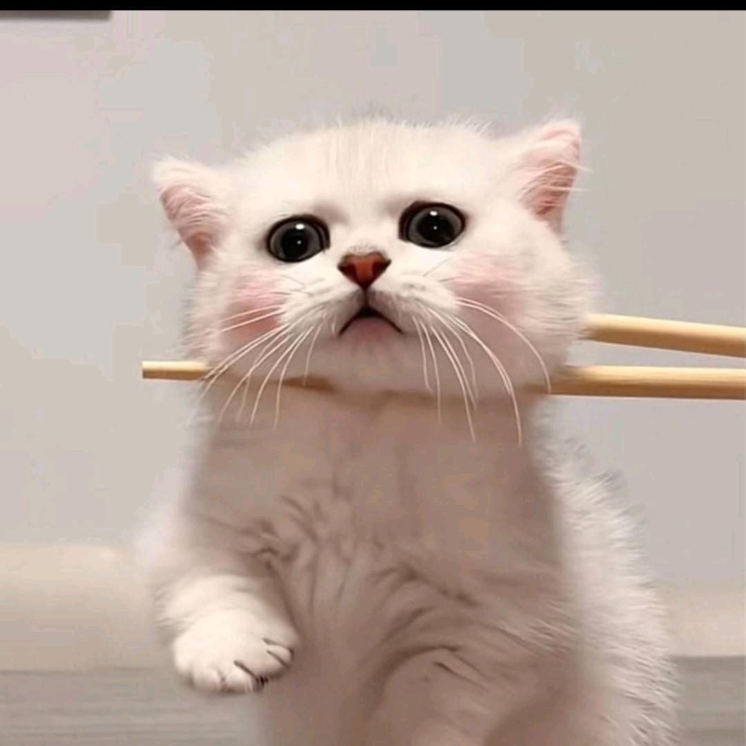 教唱歌（顾得猫～）