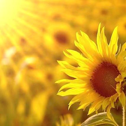 🌻娜样美好👑