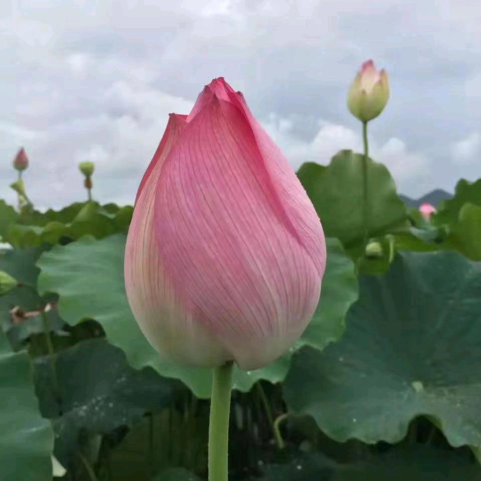 青荷