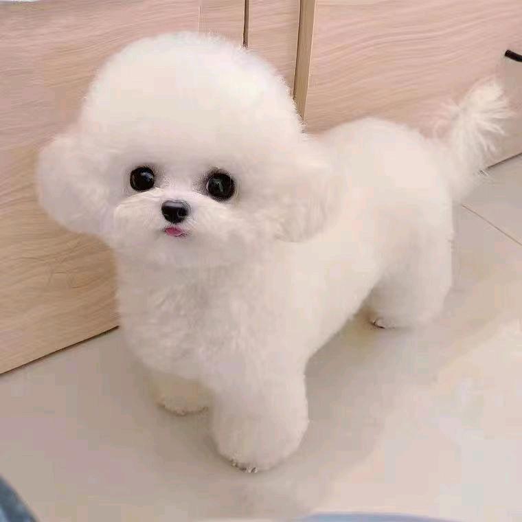 萌宠之家🐶