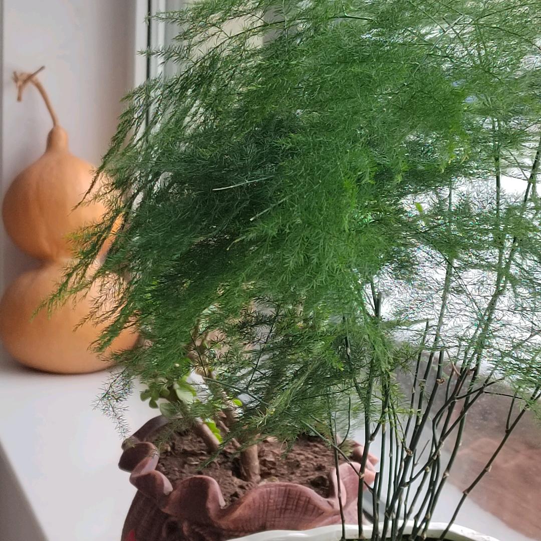 晓云