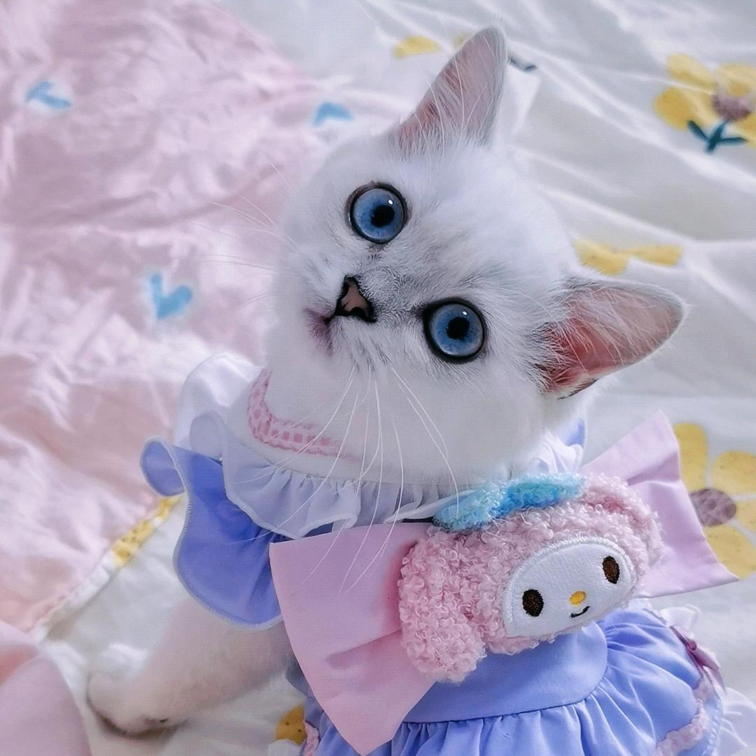 小西米是只淘气喵@抖音