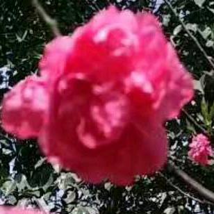 王妹