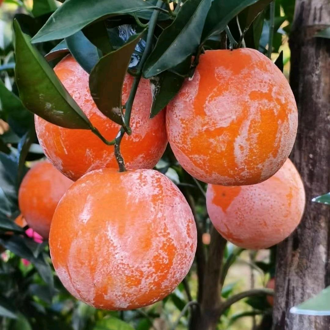 赣南龙勾脐橙吴祖明