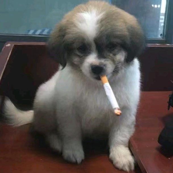 单身卍孤狼