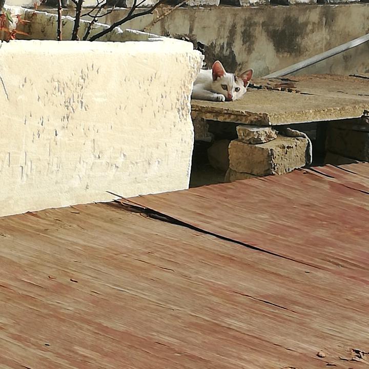 梅儿