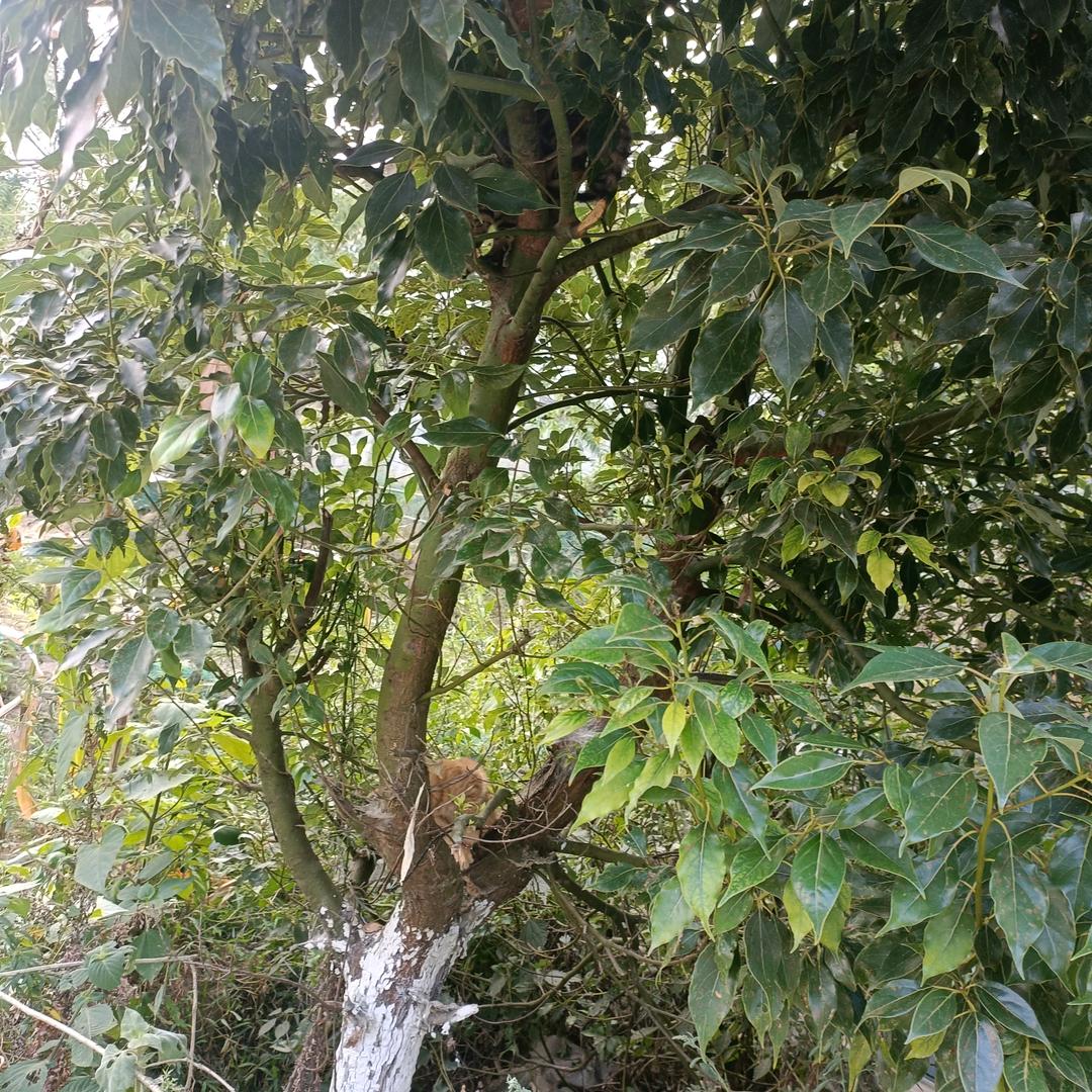 曦月