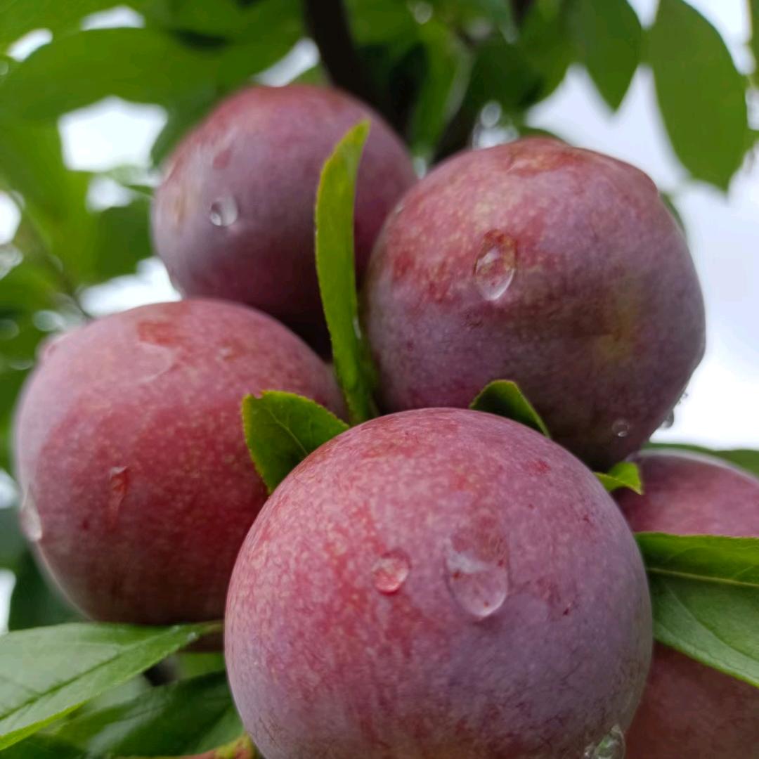 连城四堡鲜果汇