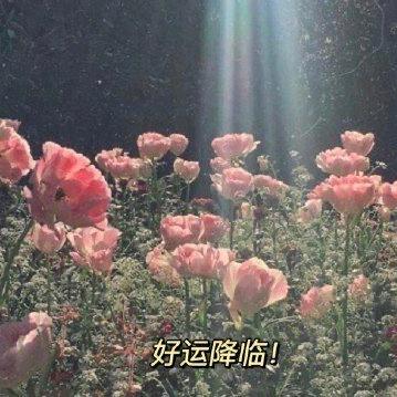 卡夫卡的熊