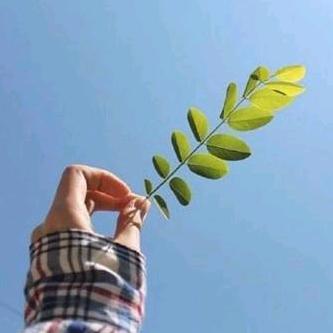 菲特尔